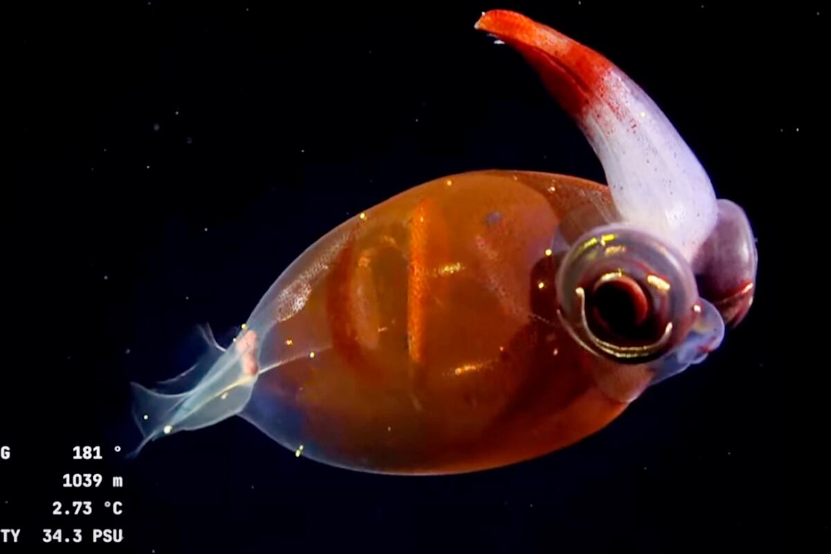 Imágenes de la expedición del CONICET en las profundidades del cañón Mar del Plata. (Schmidt Ocean Institute)