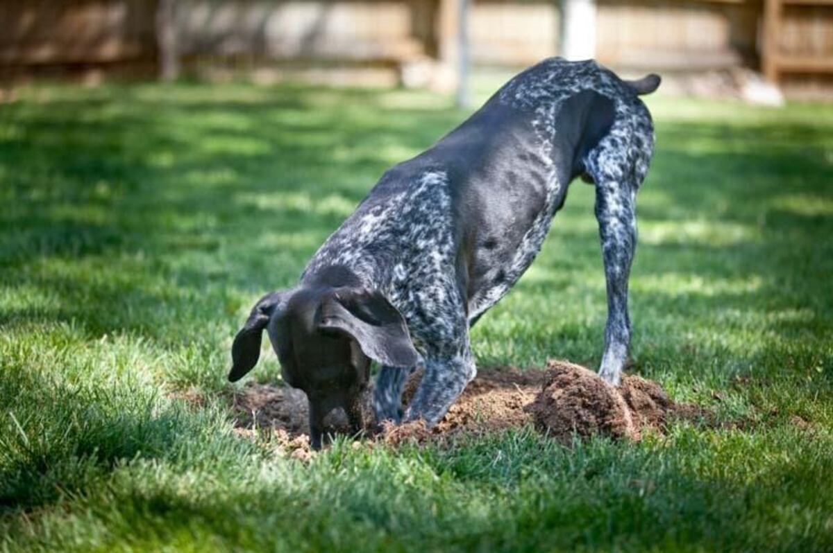 ¿Por qué mi perro cava pozos en el patio? La ciencia explica cómo manejar el exceso de energía y el estrés canino