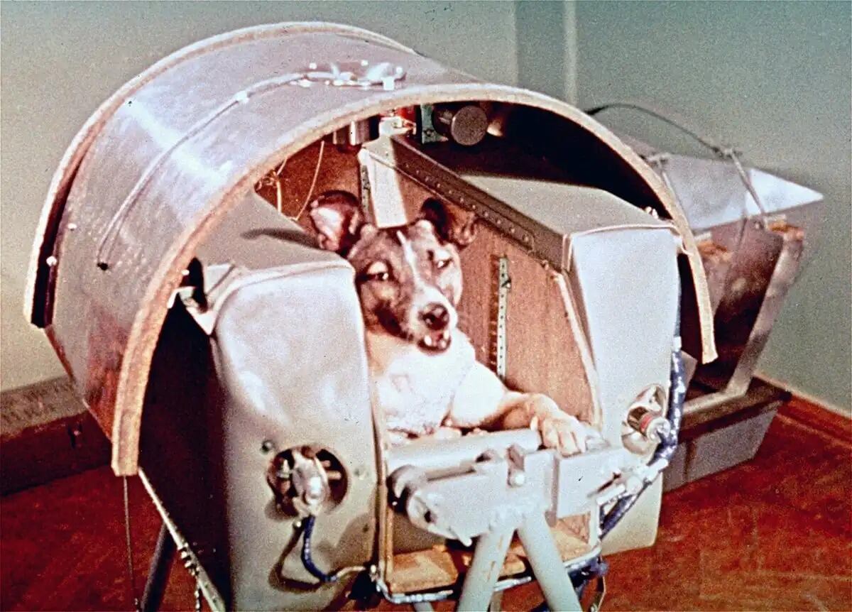 Laika fue adiestrada para viajar al espacio en un centro de entrenamiento del programa espacial soviético, en 1957.