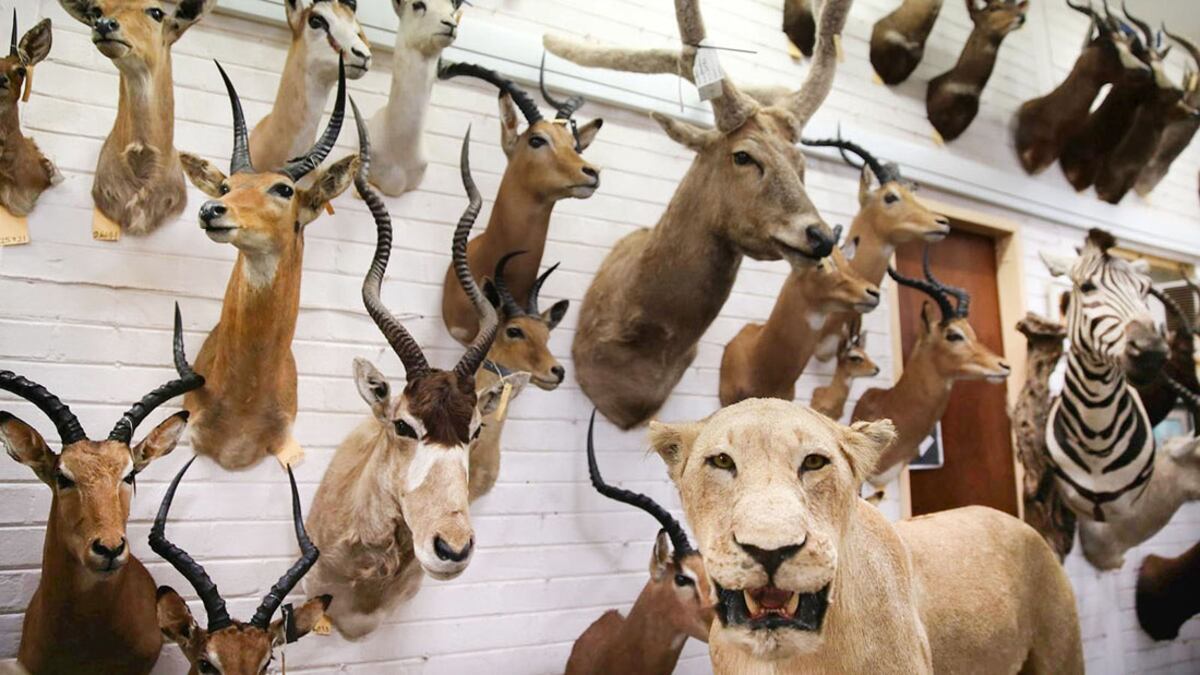 Fauna autóctona: advierten sobre los riesgos de la “caza de trofeos” y la desprotección de especies