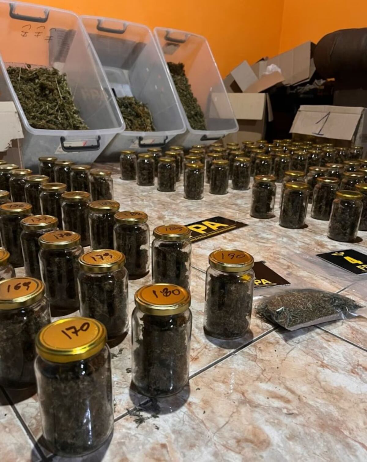 Vivero de marihuana en barrio Crisol. (Gentilaza: El Doce TV)