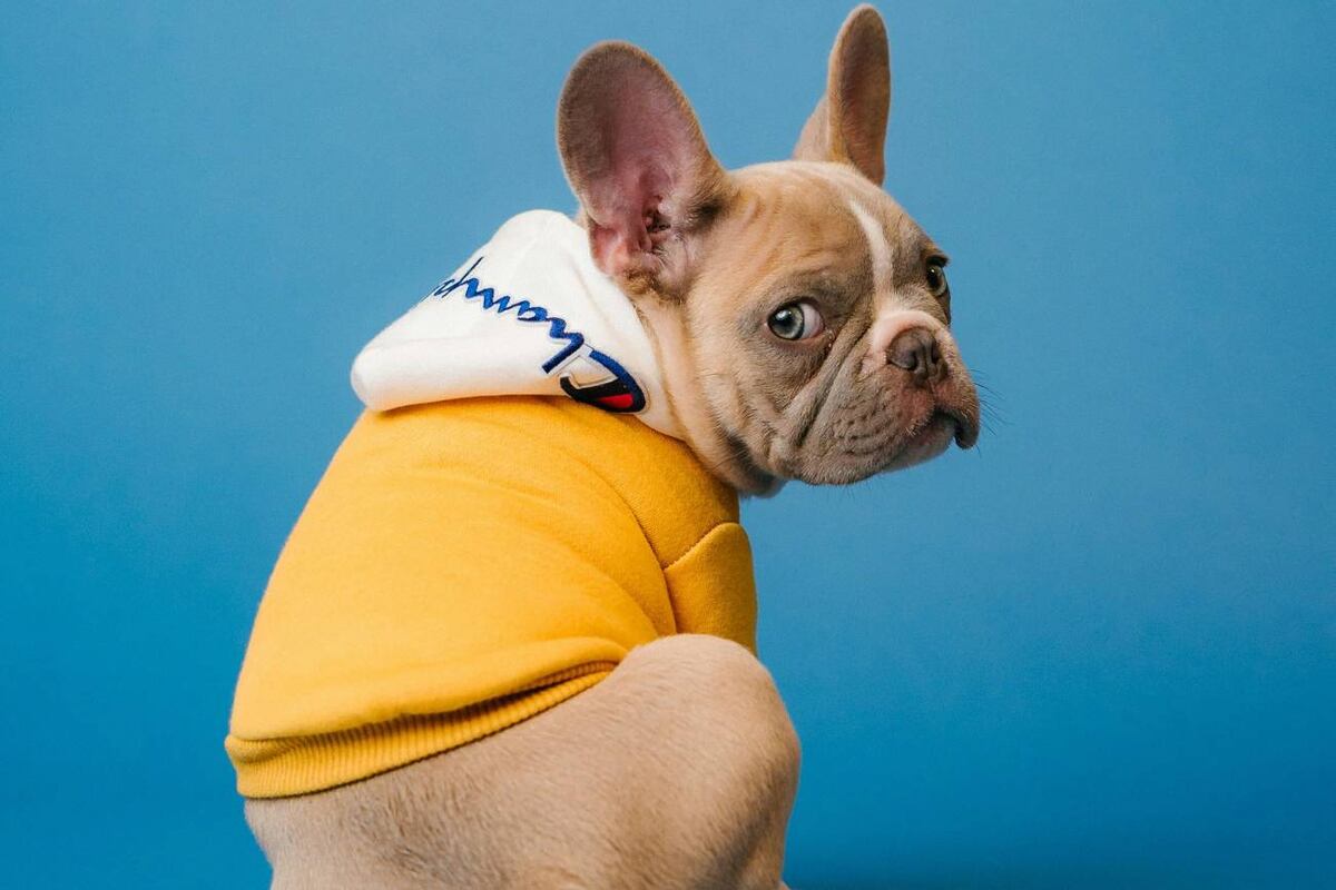 Experta revela los hábitos que no se deben tener con los perros. (Unsplash)