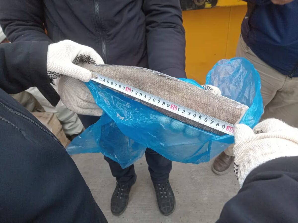 Decomisaron la pesca del buque Tai An y encontraron una grave falla ambiental. (Gentileza)
