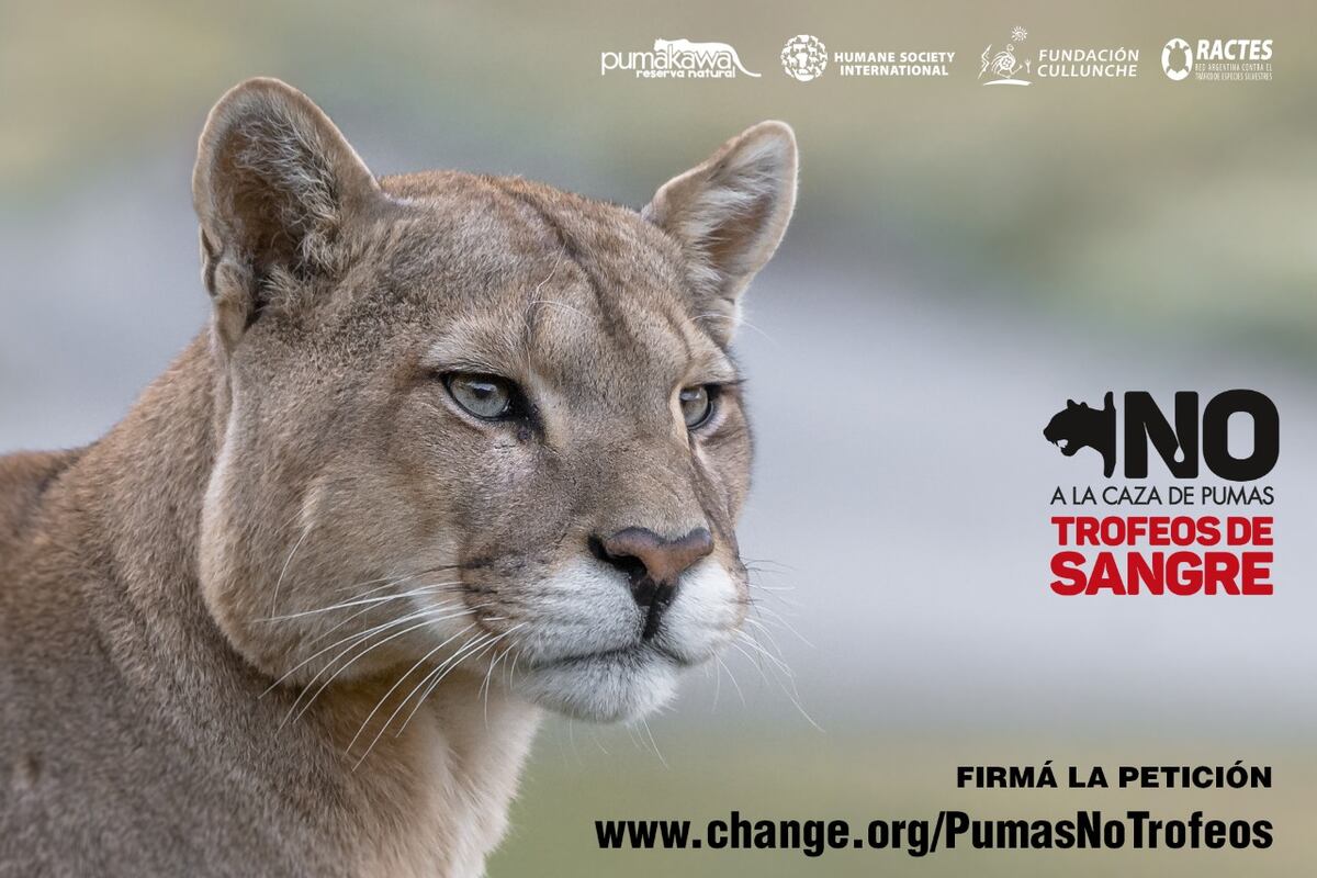 Una de las campañas contra la caza de pumas en el país. La ONG cordobesa Pumakawa es una de las promotoras clave.