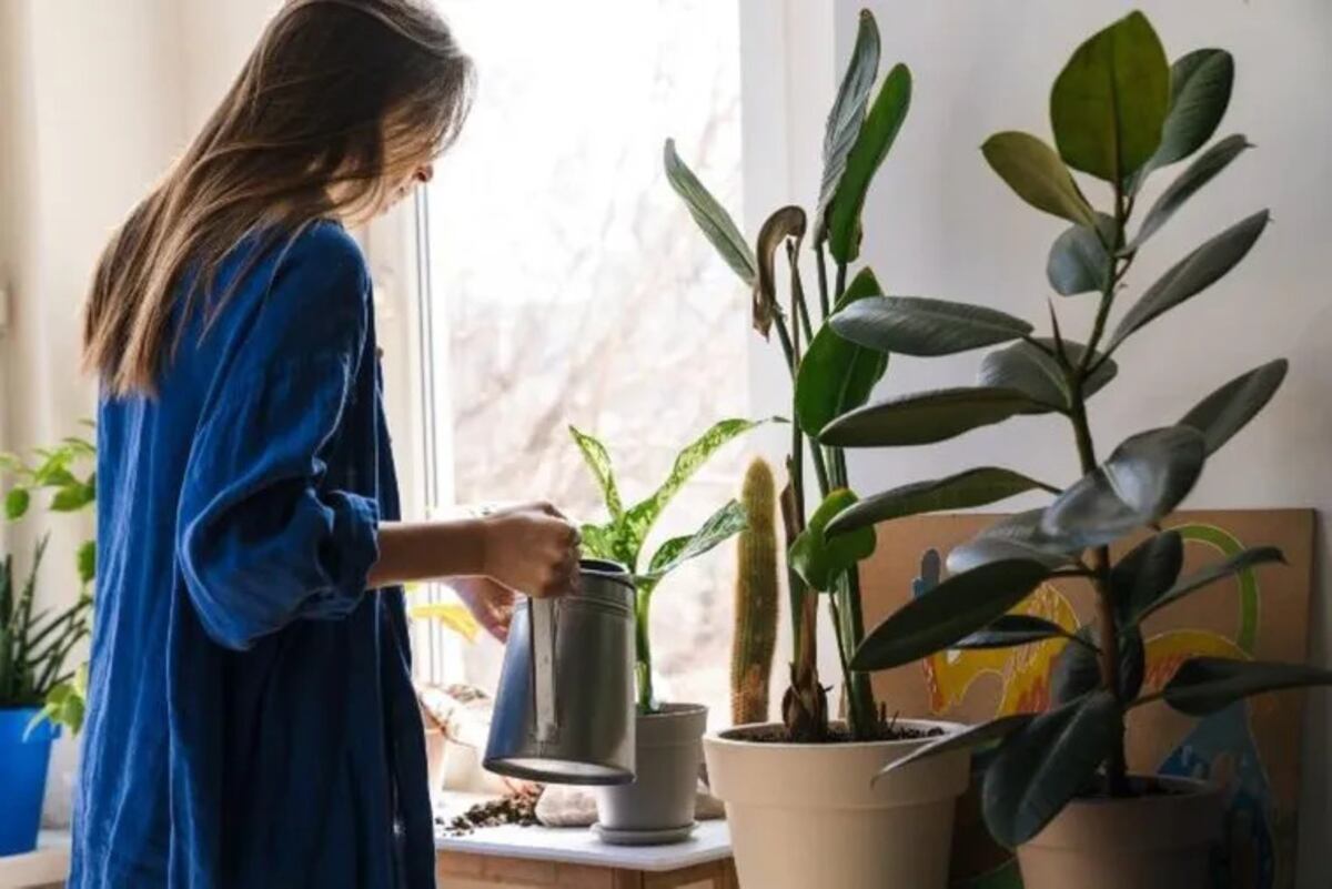 Todavía sirve: los mejores trucos de los expertos para revivir una planta