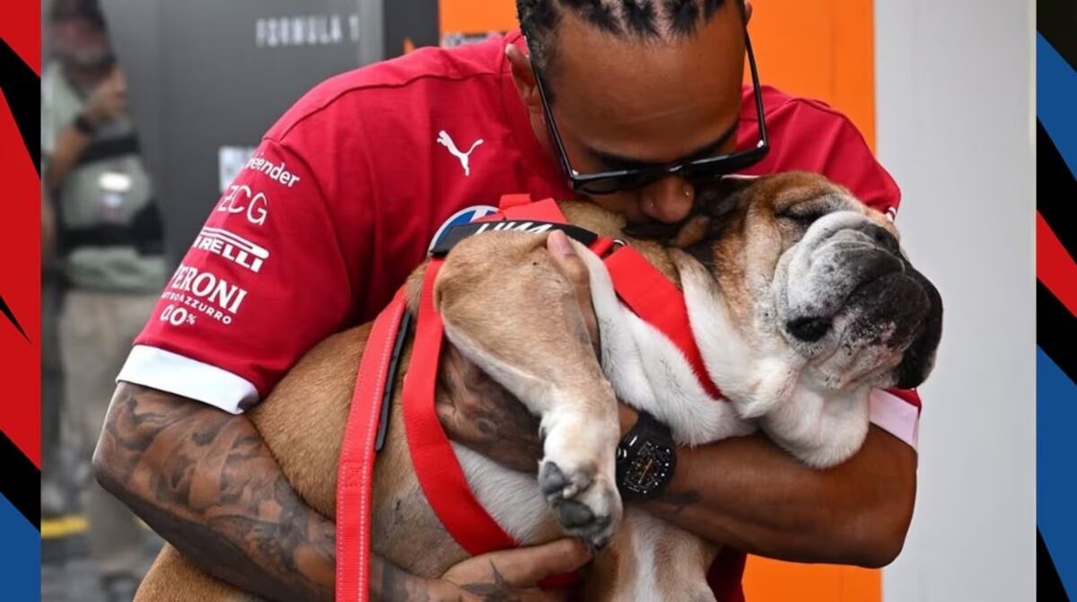 Roscoe, el bulldog que cambió la vida de Lewis Hamilton: de mascota fiel a estrella de la Fórmula 1 y embajador del veganismo