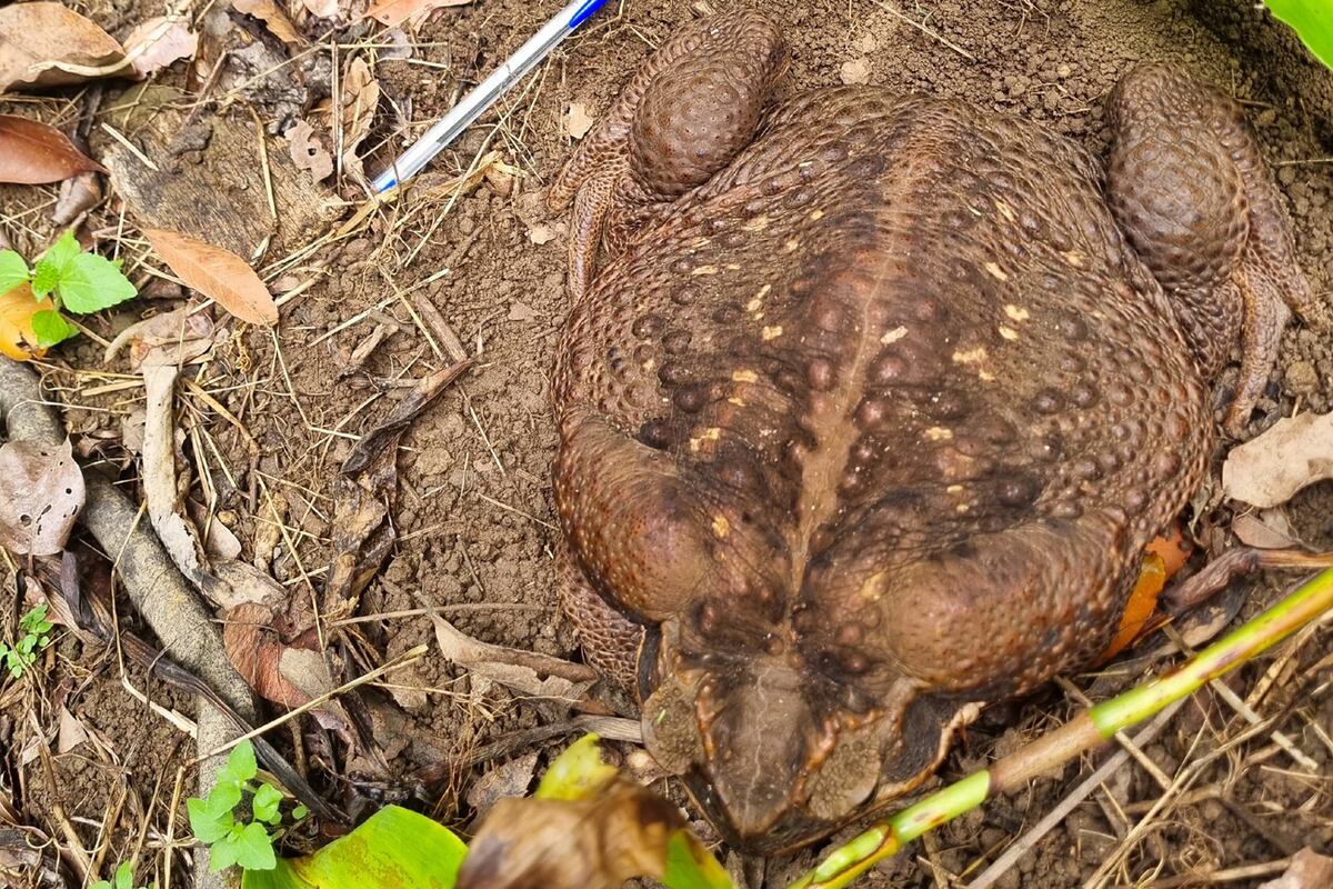 "Toadzilla", el sapo de caña gigante encontrado en Australia (@QldEnvironment).