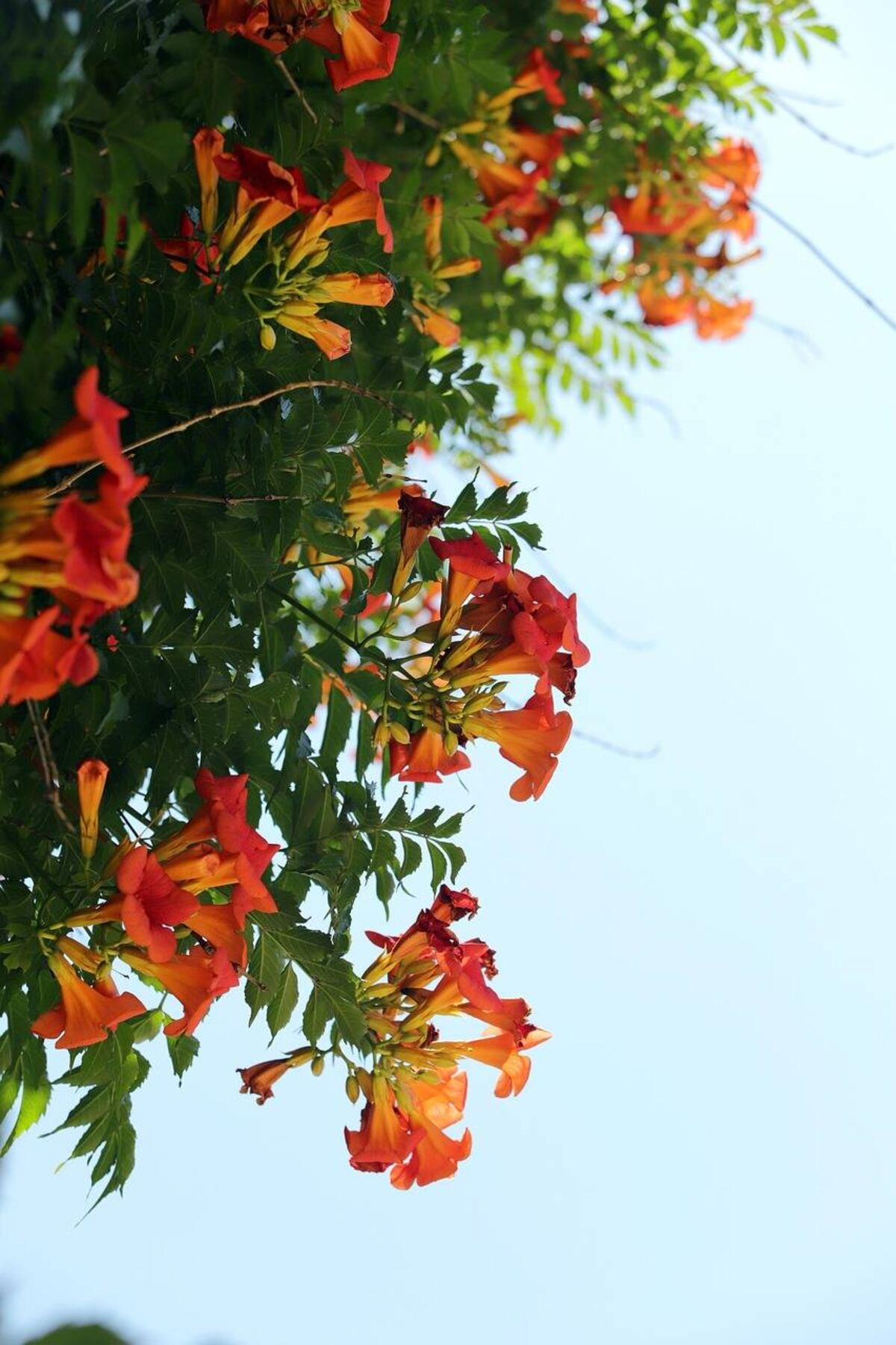 La bignonia, con sus flores vibrantes de junio, trepa paredes con elegancia, usando poca agua y transformando cualquier espacio en un oasis sostenible. (Pixabay)
