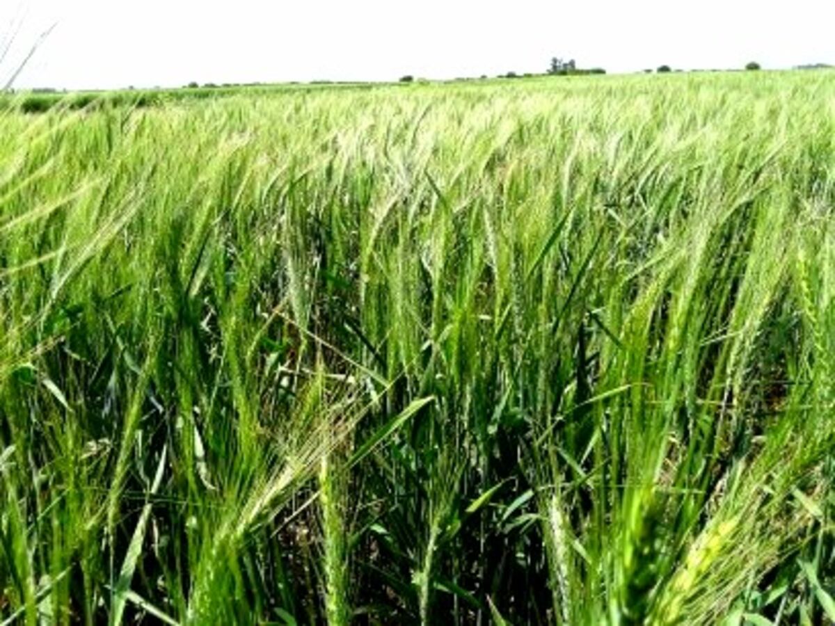 TRIGO EN LA ZONA NÚCLEO. Estado del cultivo 2022/2023 en los departamentos Unión y Marcos Juárez. (Gentileza Bolsa de Cereales de Córdoba)
