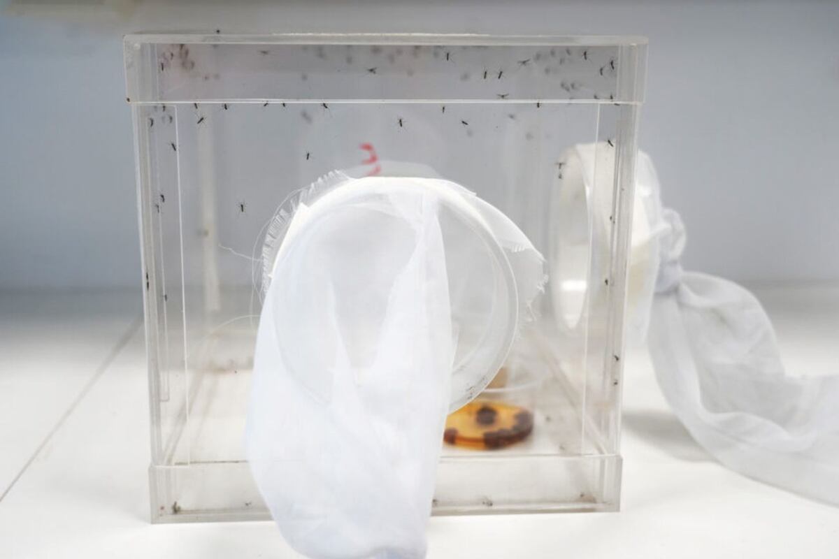 En el laboratorio estudian sustancias naturales amargas, una es la cafeína y la otra es la quinina. (Foto: gentileza Luiza Cavalcante / Exactas UBA)