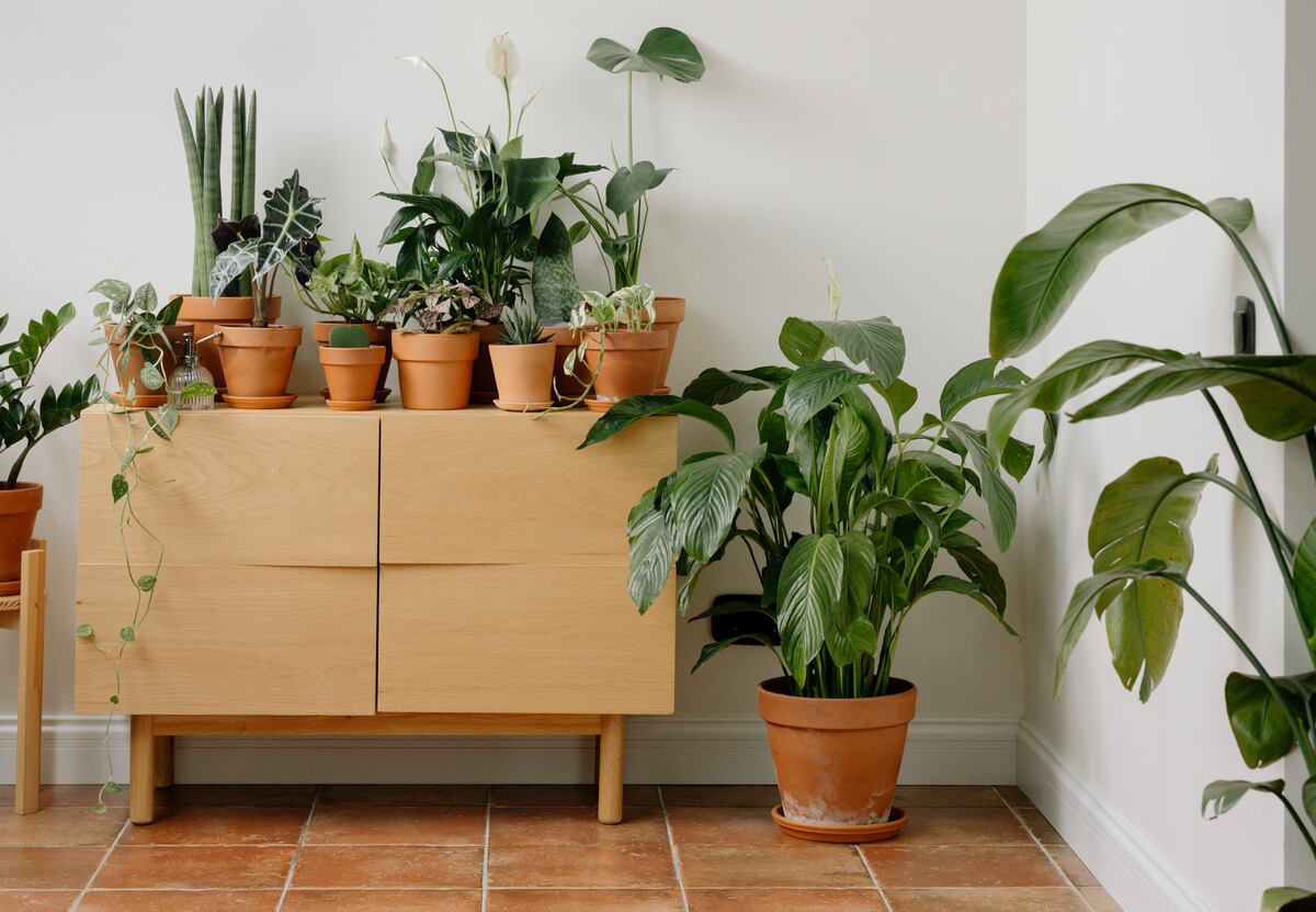 Todo ayuda: dónde poner las plantas para atraer dinero en el comienzo de la primavera