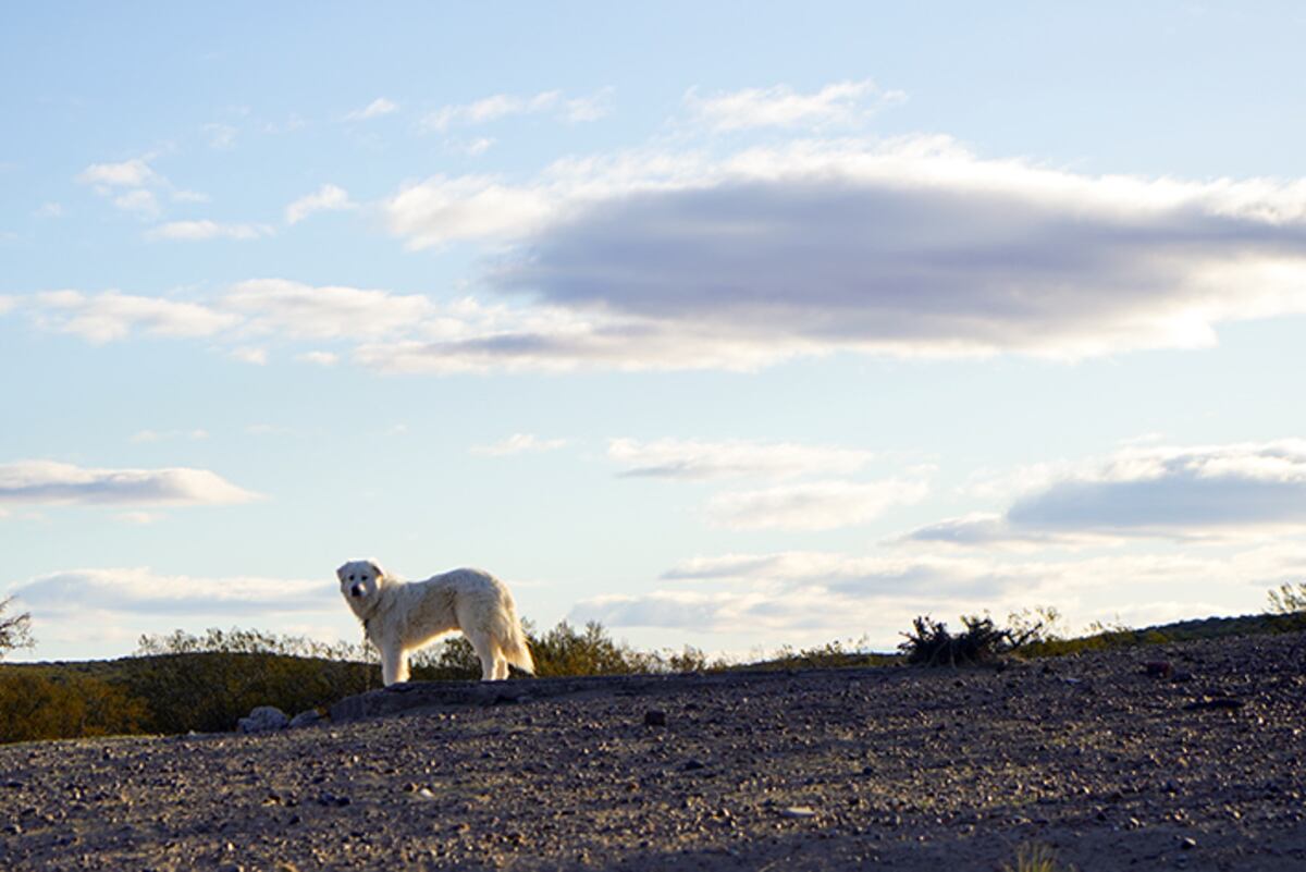 Tres días en Puerto Madryn, por los rincones más lindos junto al mar patagónico. En la estancia San Guillermo. (Foto: Daniel Santos)