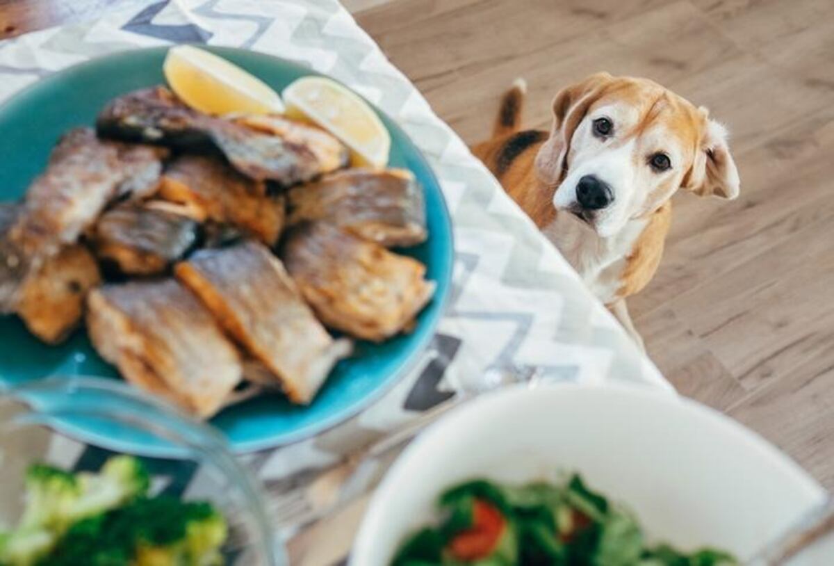 Pescado hervido para perros: por qué los veterinarios lo recomiendan y cuáles son sus beneficios.