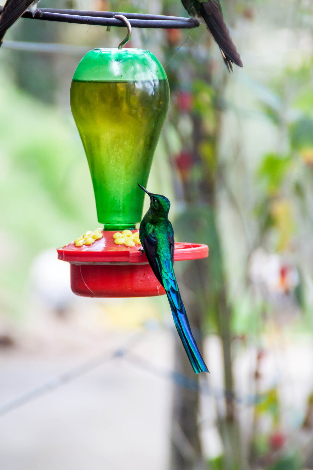 En los viveros se venden encantadores bebederos para colibríes. También podés armarlos con botellas recicladas y agua azucarada.