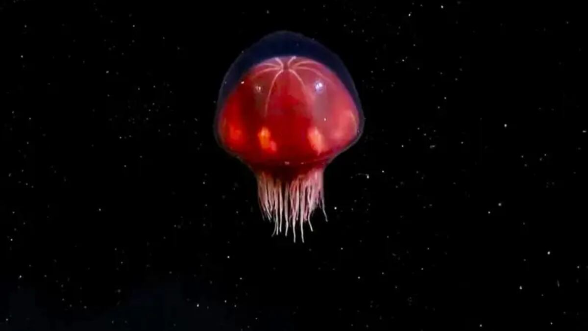 Conicet descubrió una medusa roja única en el Cañón de Mar del Plata