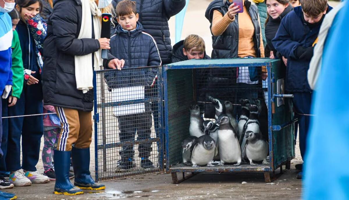 Rescataron y devolvieron al mar a 11 pingüinos en la zona de San Clemente del Tuyú. (Fotos gentileza Fundación Mundo Marino)
