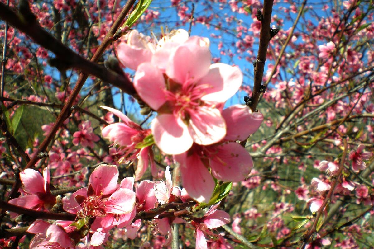 Algunas especies ofrecen floración desde fines de agosto y se anticipan a los días
primaverales.