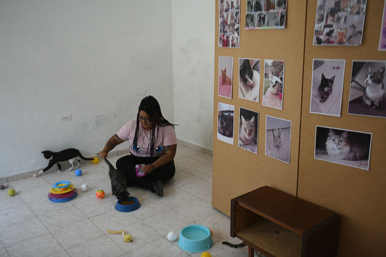 Alberdi. Hydra, la joven que rescata gatos y los da en adopción(Ramiro Pereyra/La Voz).
