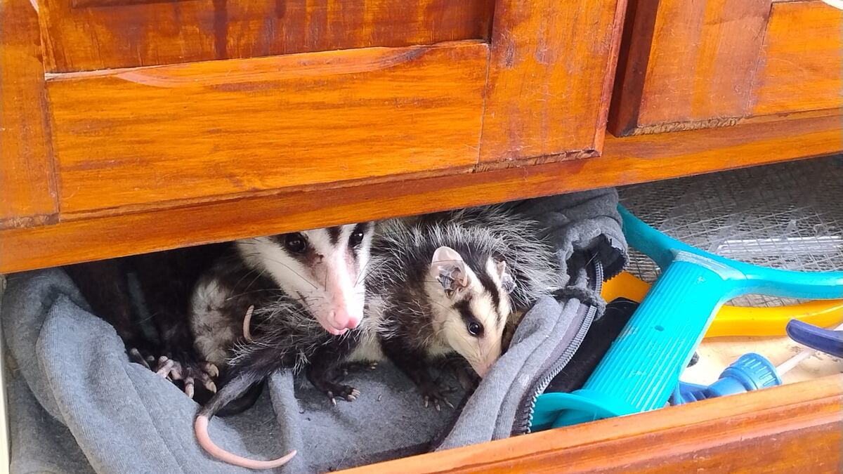 rescataron a una comadreja que vivía en un armario junto a sus crías.