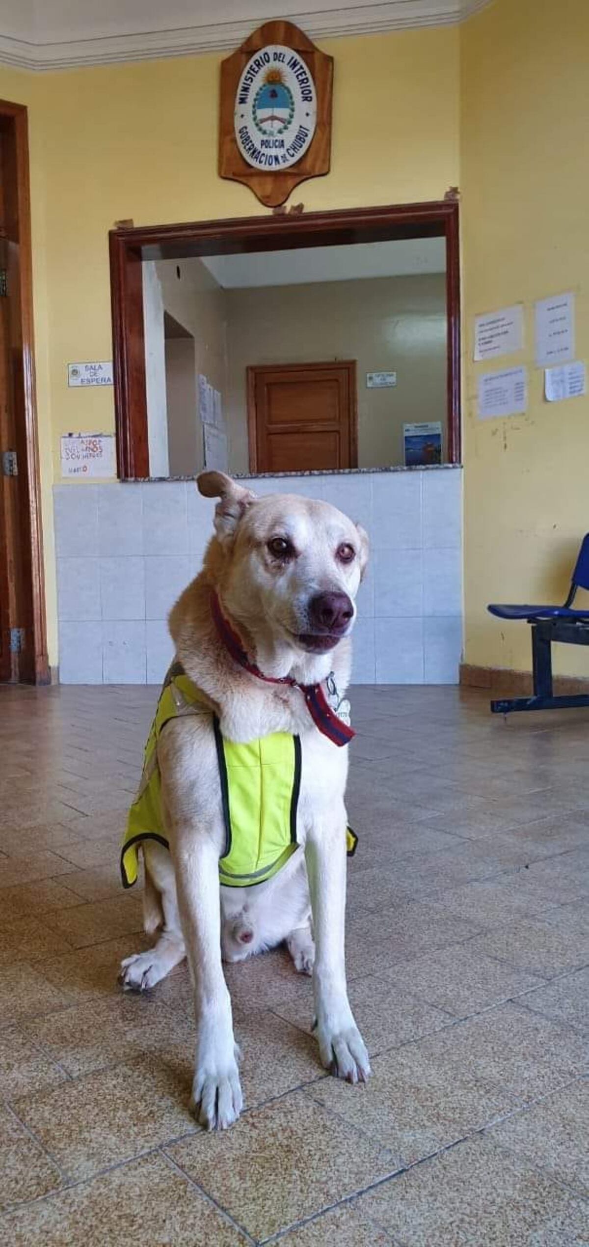 Adiós a Centinela, el perro más famoso y querido de Comodoro Rivadavia.