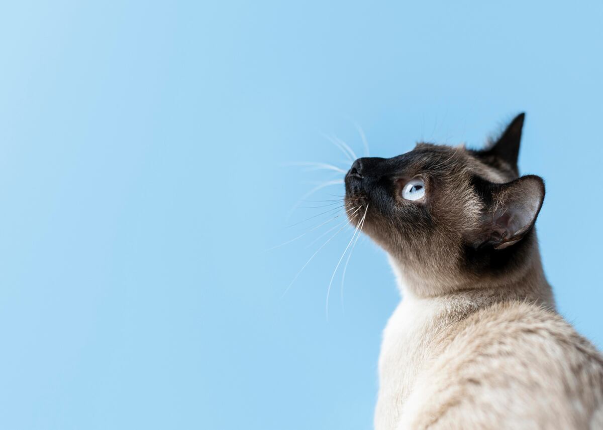 Según los expertos, esto significa que tu gato se acueste sobre tus cosas