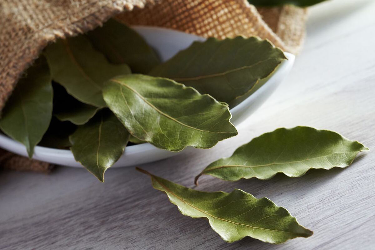 Laurel en el calzado. (Freepik)
