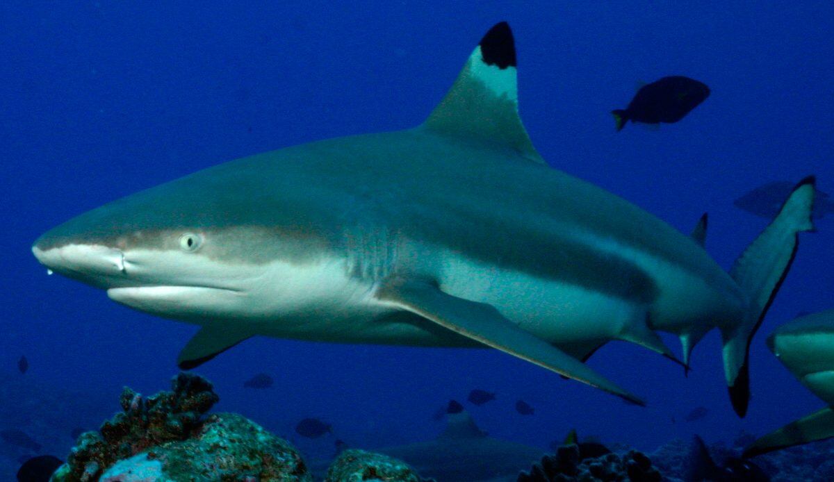 Tiburón punta negra podría ser el autor del ataque. (Web)