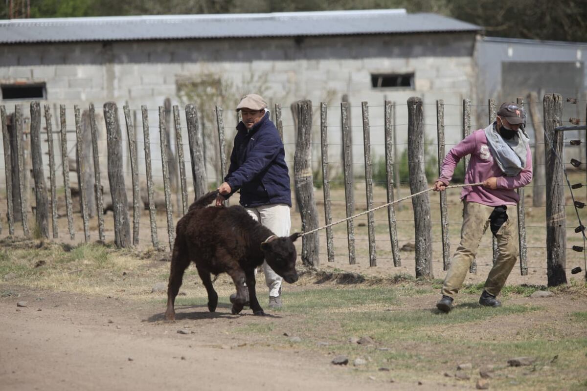 Con la llegada del fuego, muchos pobladores no saben qué hacer con los animales que dejan atrás. (La Voz)