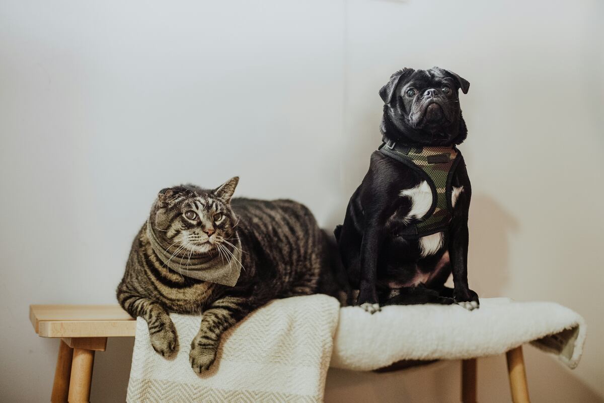 Cuánto cuesta mantener un perro o un gato al mes en Argentina