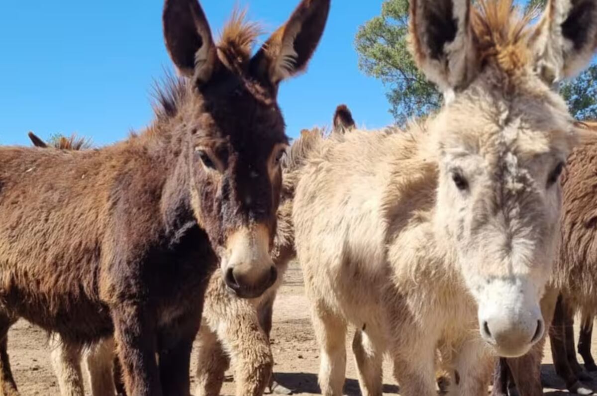Burros y mulas: vigilantes de ovejas, cabras y otras especies de ganado frente al ataque de depredadores.