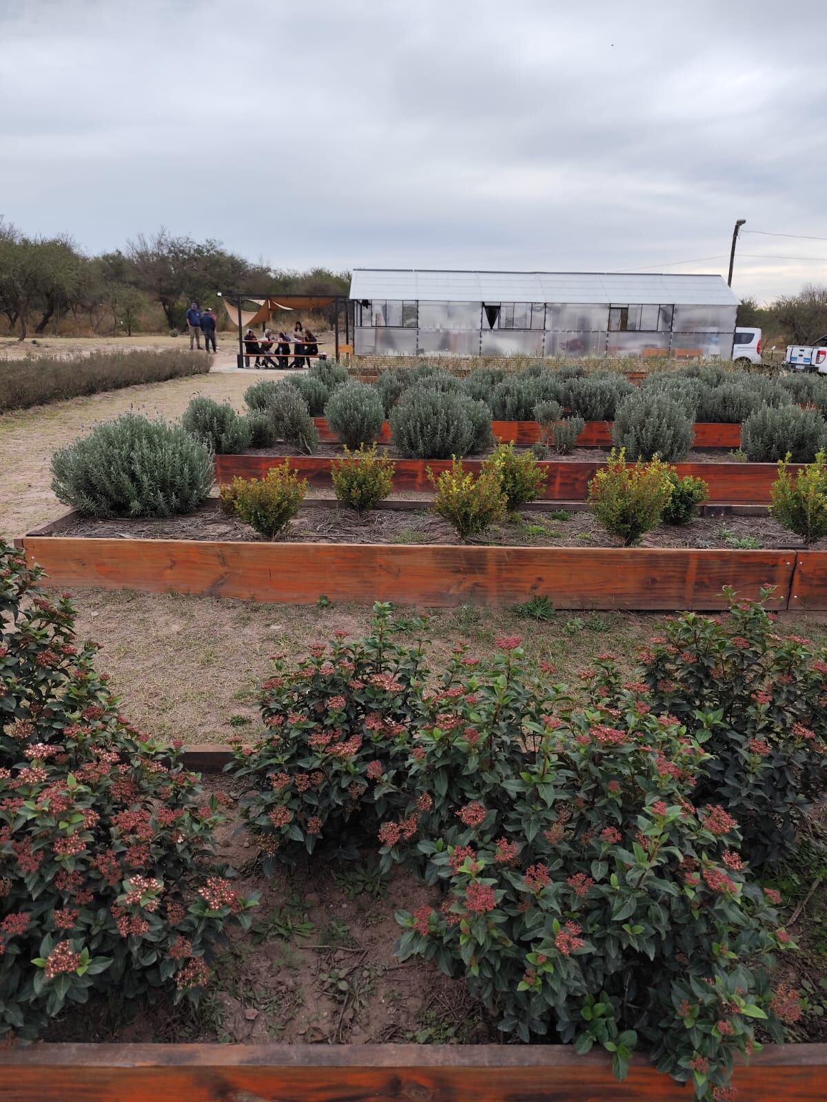 Visita técnica a Despeñaderos Florece, donde se producen los tulipanes importados. Alejandra Tuma diseñó los canteros e invernaderos. (Gentileza)