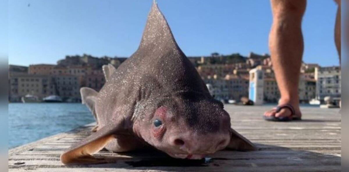 Se lo conoce como "tiburón cerdo" no solo por sus facciones, sino también porque cuando sale del agua "emite una especie de gruñido". (Facebook)