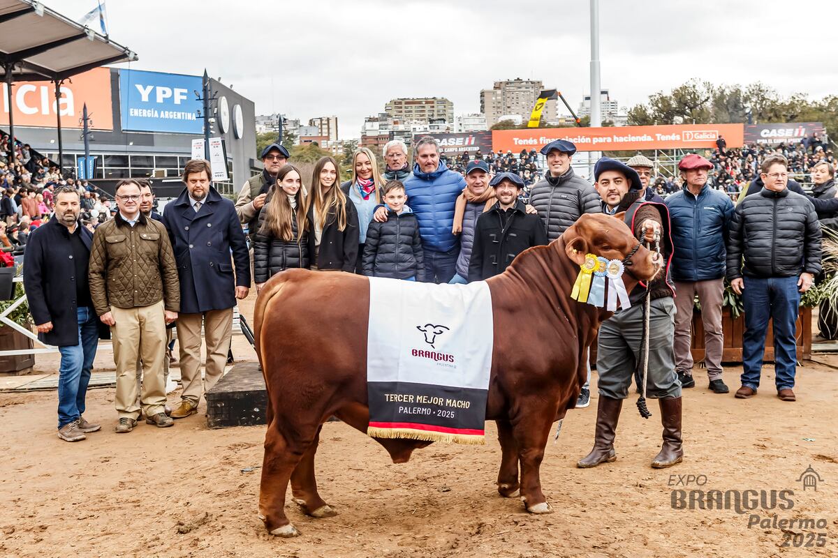 TERCER MEJOR MACHO. Criado por la cabaña Quilpo Norte, en Cruz del Eje.