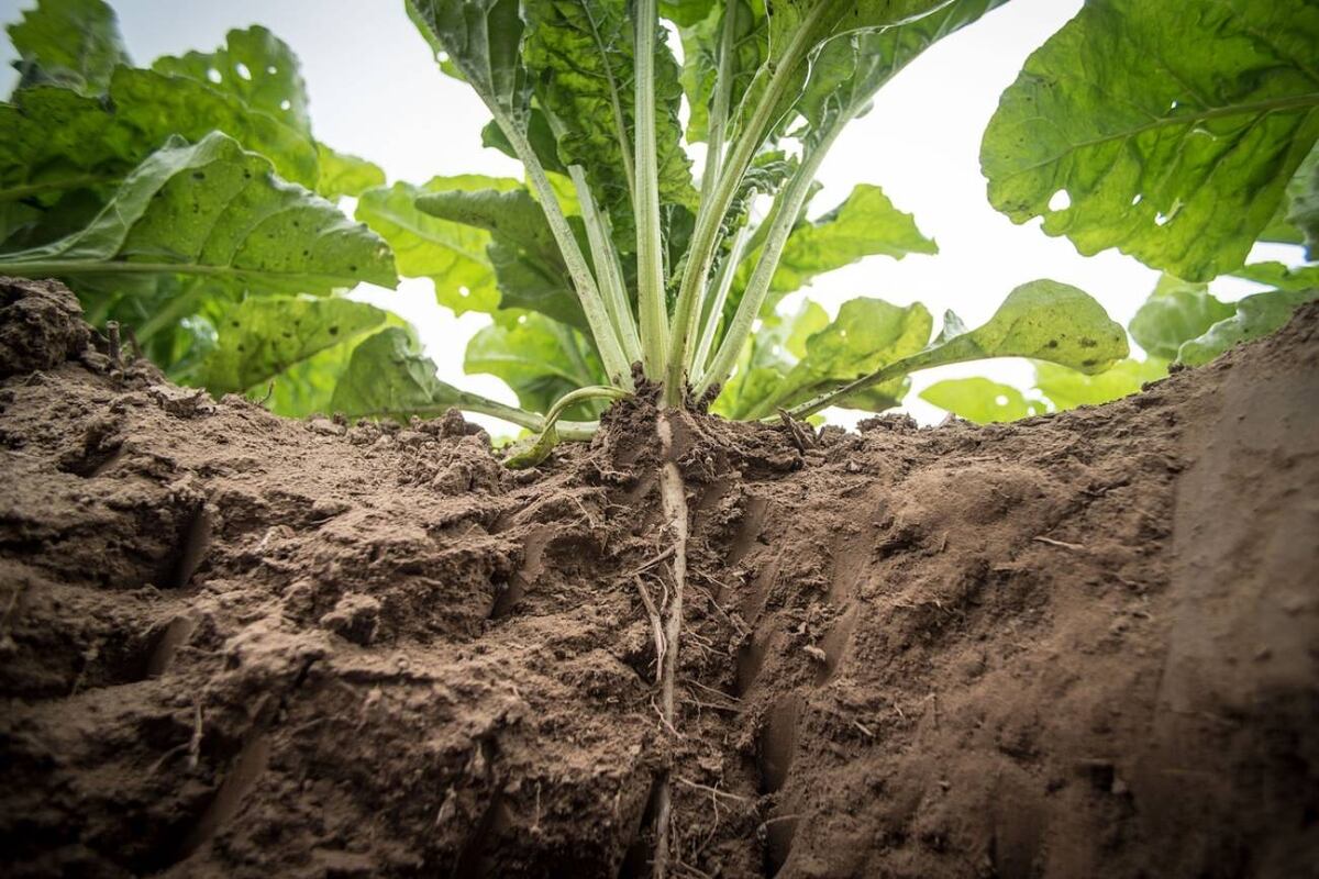 Existen en varios países por lo que se conocen con diferentes nombres: comúnmente llamado en Estados Unidos como broccoli raab, rapíni o broccoli rabe; también conocido en Chicago como broccoli italiano, broccoli rabe o broccoletti. (Pixabay)