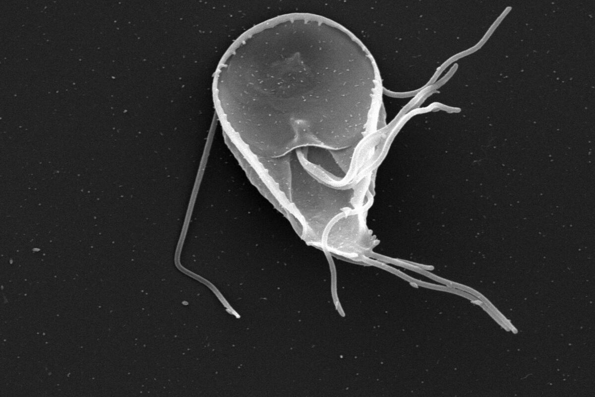 El equipo de Touz descubrió que los parásitos intestinales pueden hacerse resistentes al metronidazol. (Instituto Ferreyra)