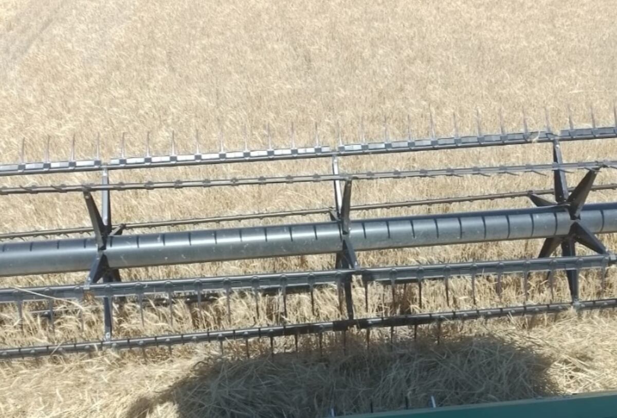 Cosecha de trigo en el norte de Córdoba. (Foto: gentileza Germán Uanini)