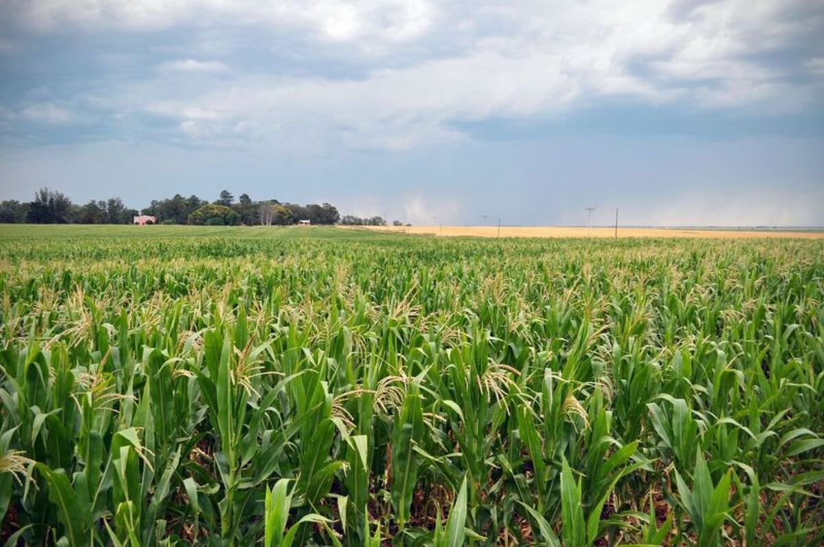 PROTECCIÓN VEGETAL. El control de malezas y de plagas está en riesgo, ante la falta de productos fitosanitarios. (Gentileza Casafe)