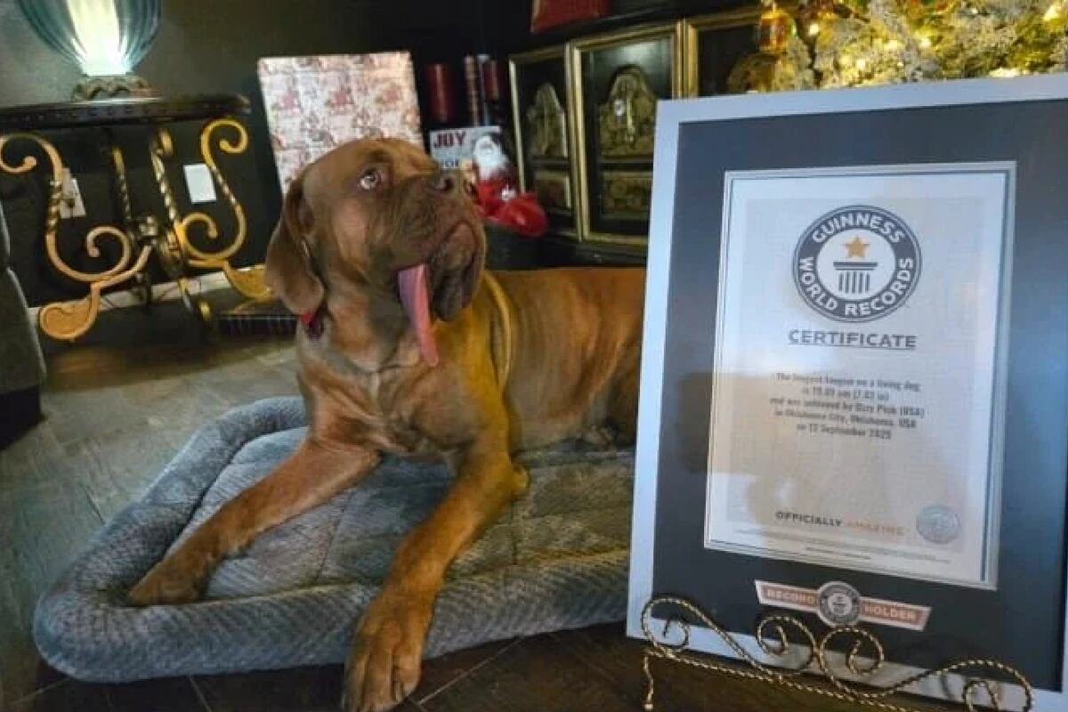 Ozzy, el perro con la lengua más larga del mundo.