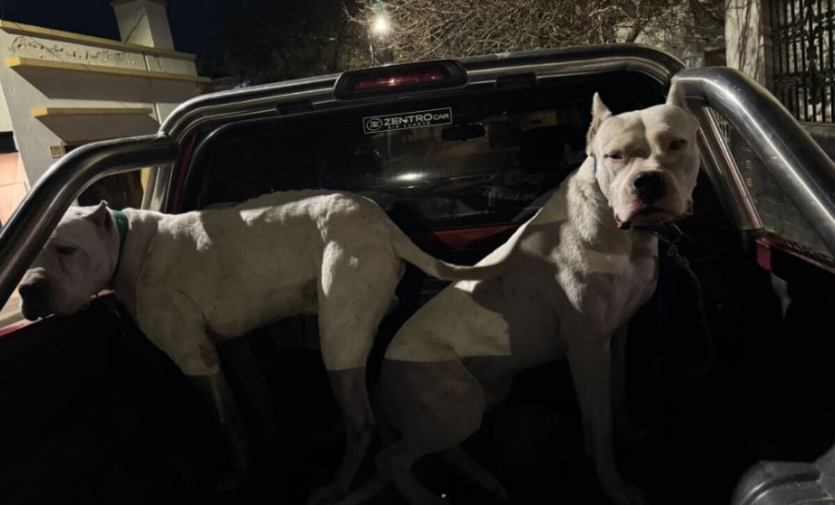 Los dogos de Emiliano Sordi.