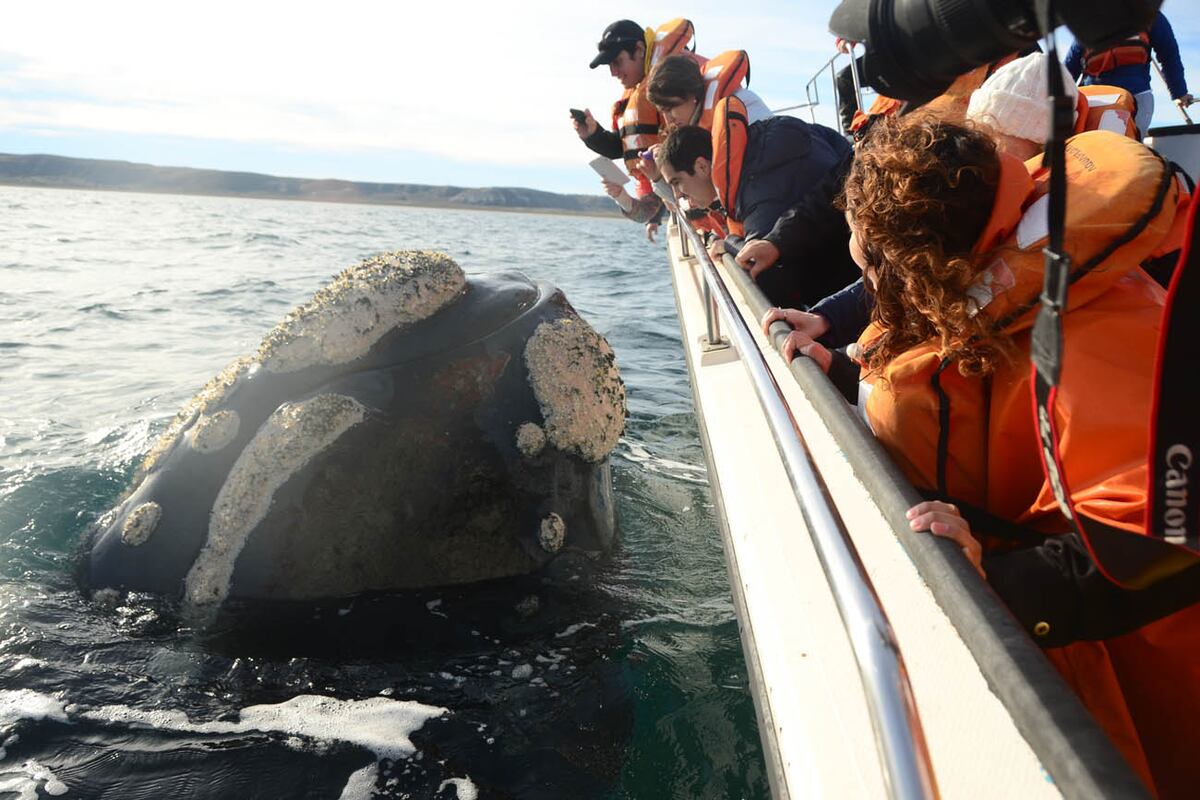 Avistamiento de ballenas, Chubut.