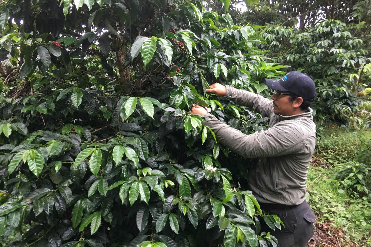 Cosecha de café en la finca Lérida