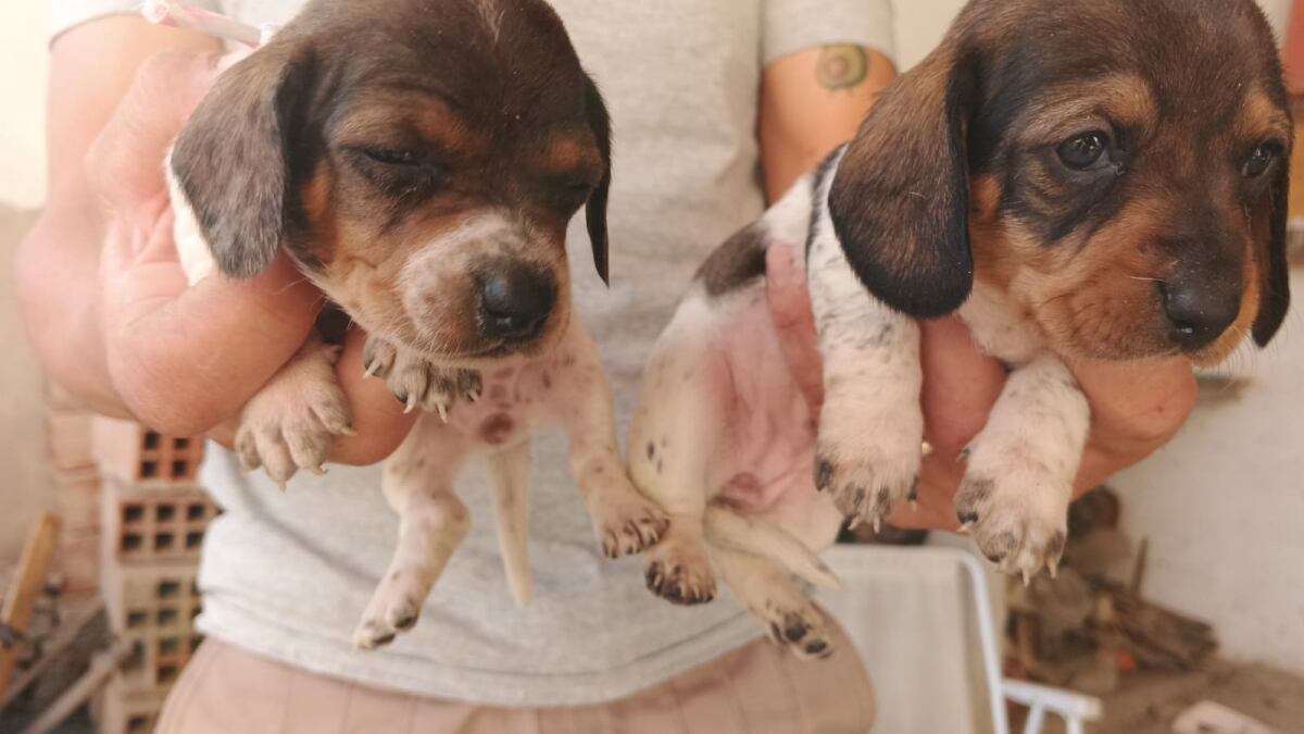 Rescate conmovedor: 10 perros salchichas fueron liberados de un infierno
