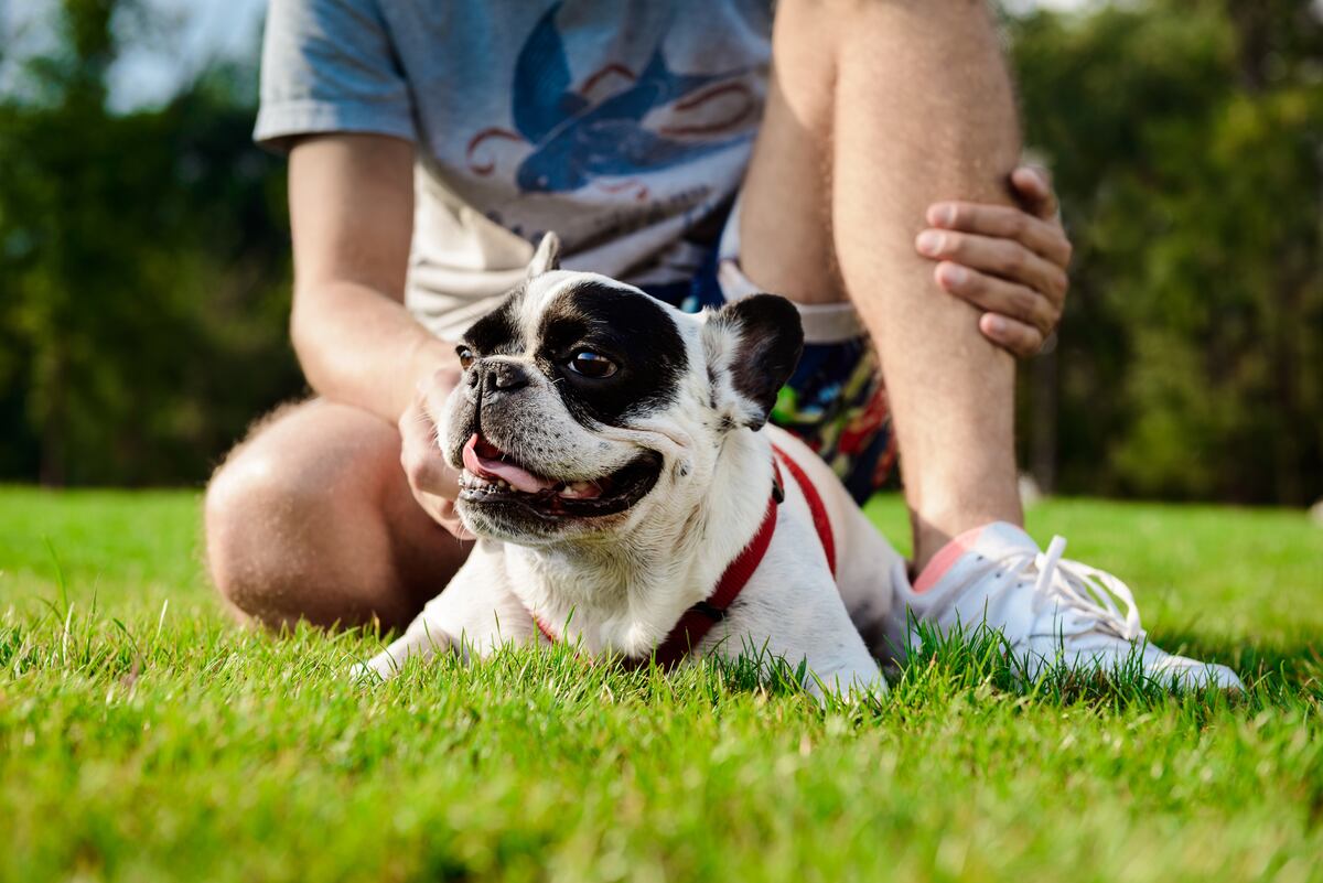 Lo dice la ciencia: así es como los perros pueden detectar cambios en tu salud.