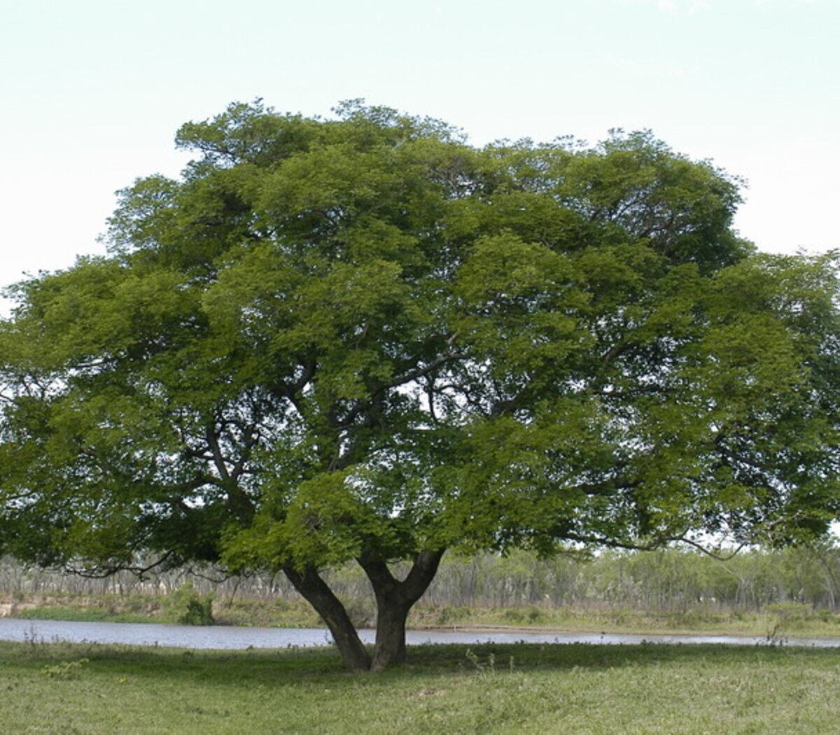 El timbó, perfecto para plantar en primavera