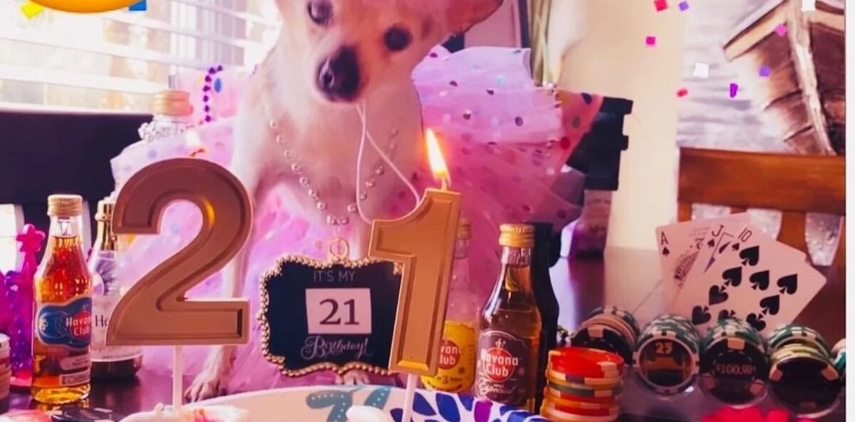 Murió Pebbles, el perro más viejo del mundo según el Libro Guinness de los récords. Foto Captura Instagram