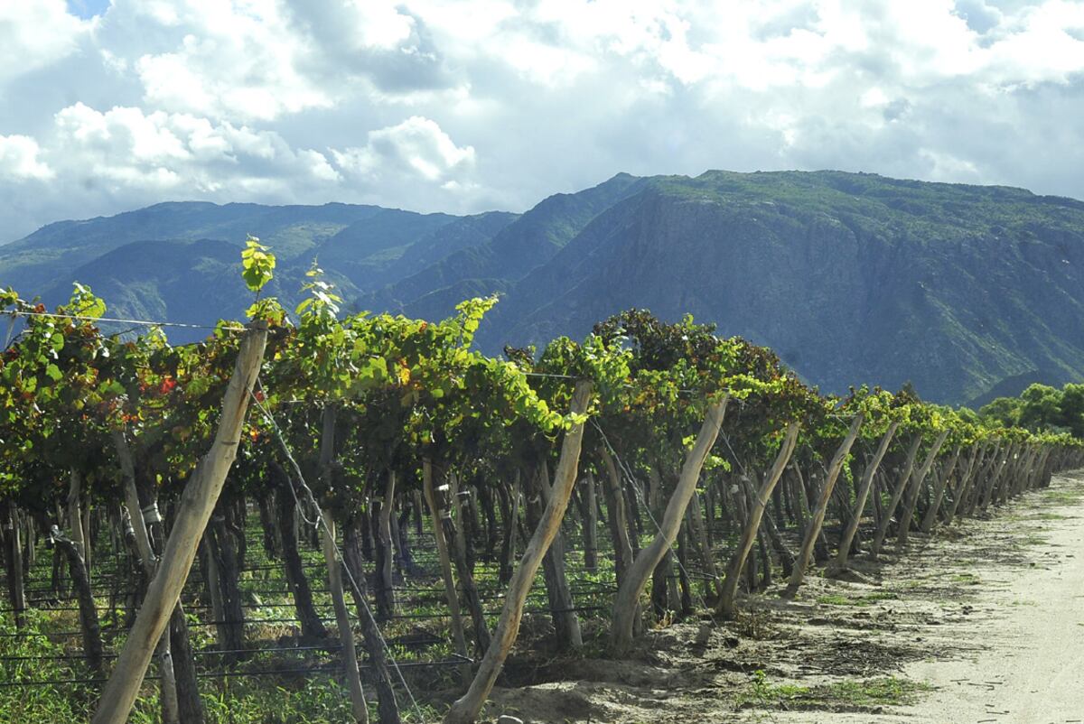 El desafío de modernizarse para el vino argentino.