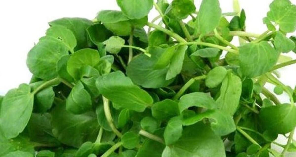 ¿Cuál es la verdura más sana del mundo? El superalimento que logró un puntaje perfecto en un estudio científico