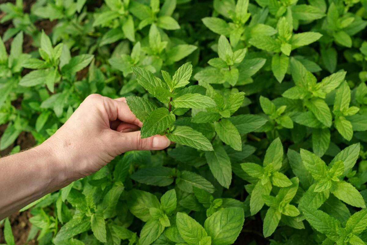 Esta hierba, conocida por sus efectos relajantes, también tiene propiedades antioxidantes que ayudan a depurar el hígado graso y prevenir enfermedades hepáticas crónicas. (Freepik)