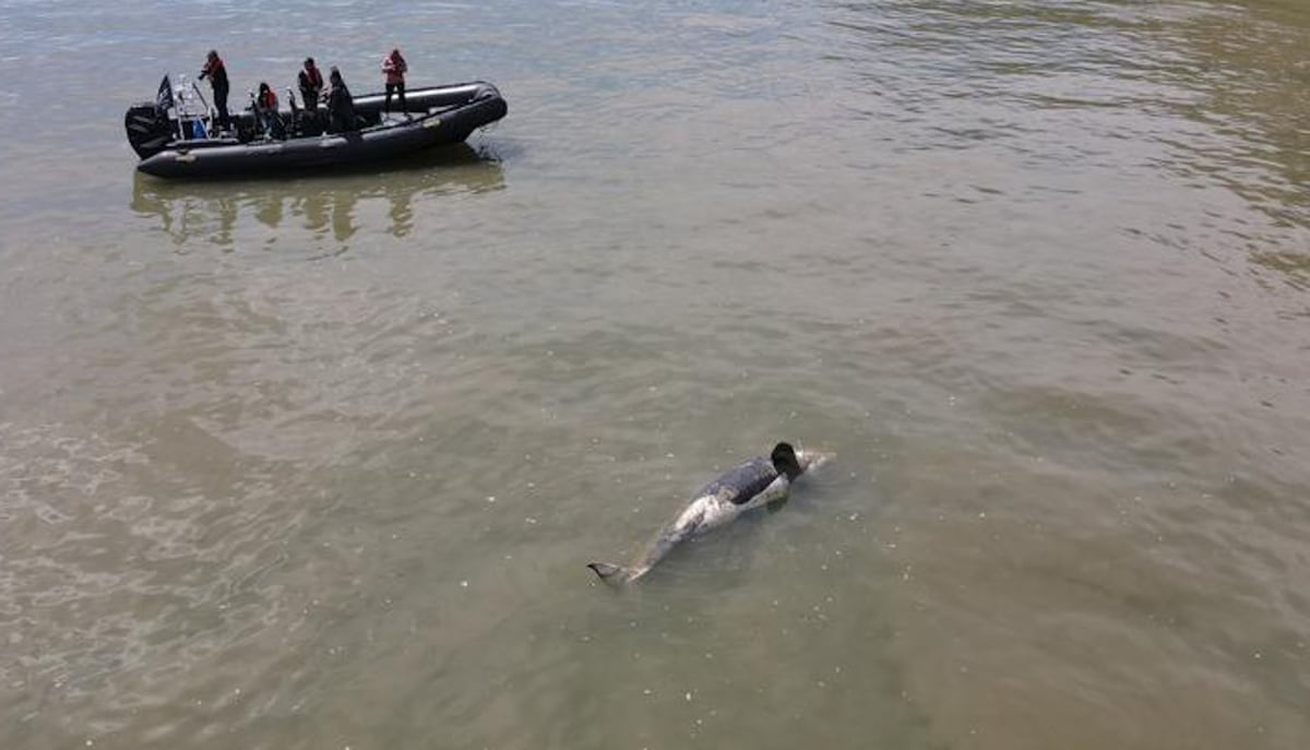El seguimiento de la ballena orca en el Sena. (Sea Sheperd)