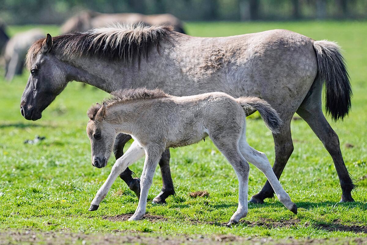Pastan en un prado cerca de la ciudad de Duelmen, Alemania. (AP)